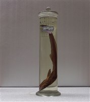 藏品(長印魚)的圖片